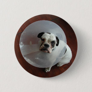 Bulldog Button