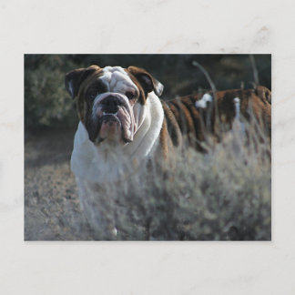 Bulldog carte postale