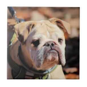Bulldog Fliese