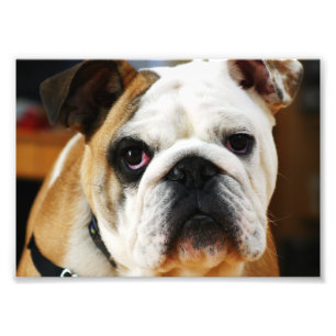 Bulldog Foto