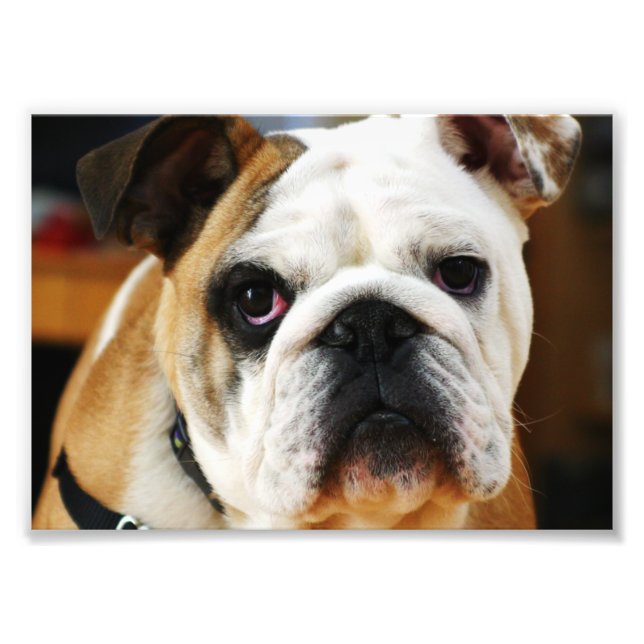 Bulldog-Foto Fotodruck (Vorne)