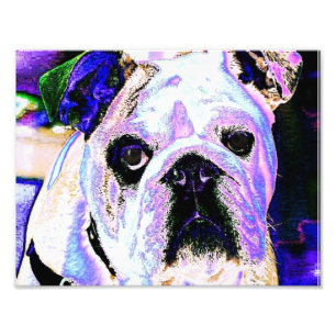 Bulldog Fotodruck