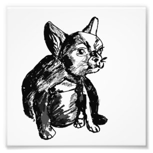 Bulldog French Buldog Foto Print