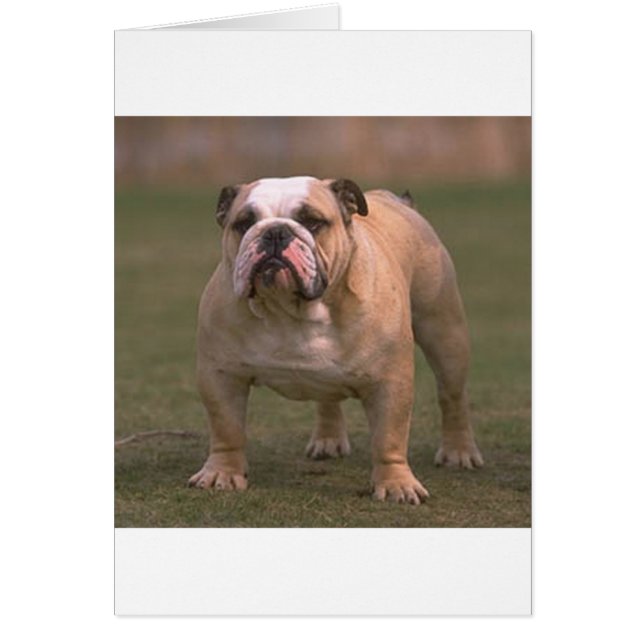 bulldog full 2.png (Devant)