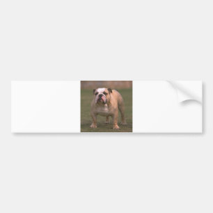 Bulldog gefüllt 2 autoaufkleber