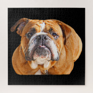 Bulldog-Gesicht - English Bulldog, Brown