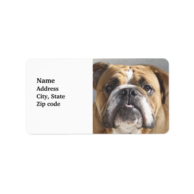 Bulldog-Gesicht - English Bulldog, Brown Adressaufkleber (Vorne)