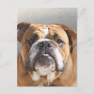 Bulldog-Gesicht - English Bulldog, Brown Postkarte