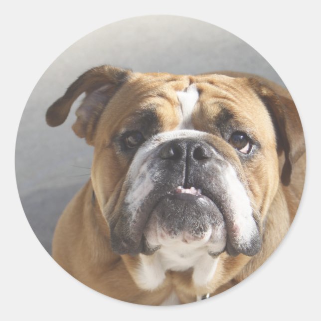 Bulldog-Gesicht - English Bulldog, Brown Runder Aufkleber (Vorderseite)