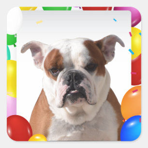 Bulldog Hund mit farbenfrohen Luftballons Geburtst Quadratischer Aufkleber