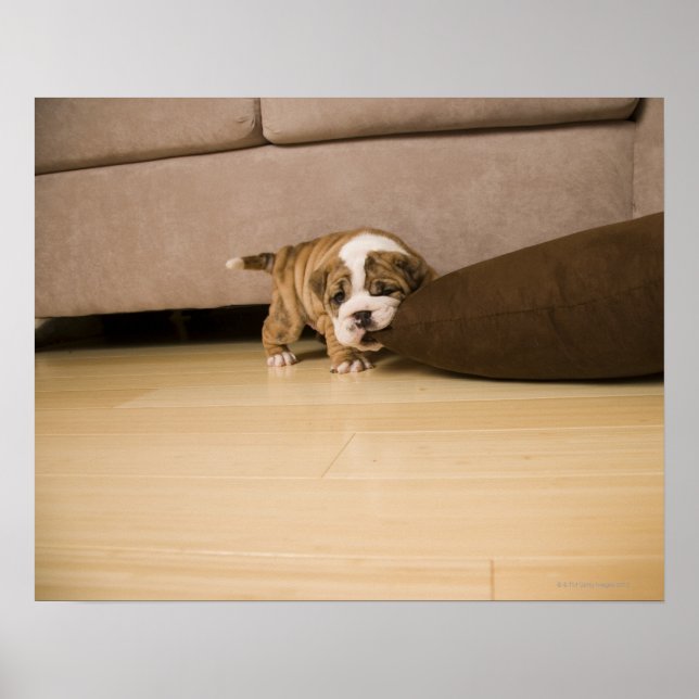 Bulldog Hündchen Poster (Vorne)