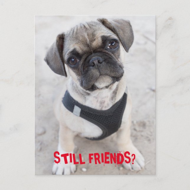 Bulldog-Hündchen sieht niedlich aus Postkarte (Vorderseite)