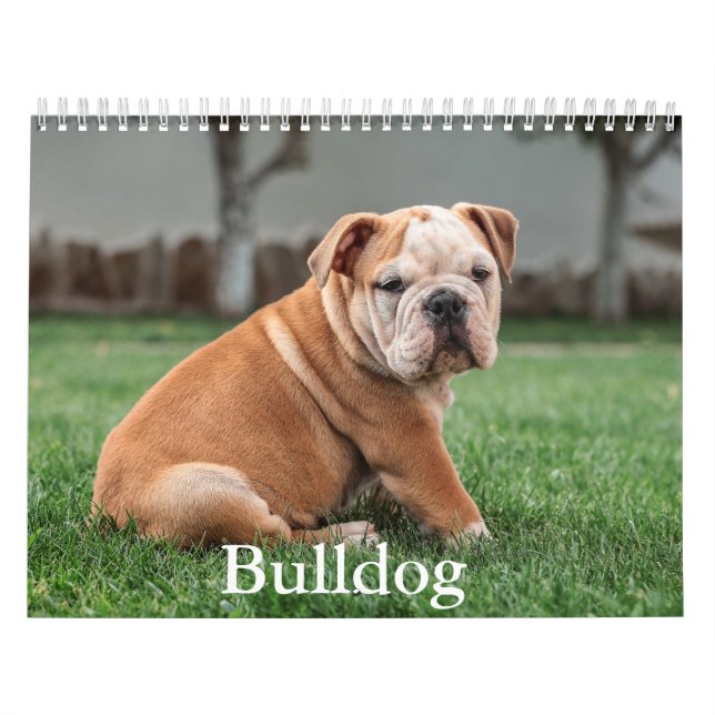 Bulldog-Hundekalender Kalender (Titelbild)