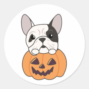 Bulldog in Pumpkin Niedliche Hunde glückliche Hall Runder Aufkleber