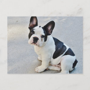 Bulldog in Schwarz und Weiß Postkarte