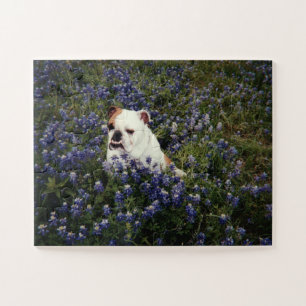 Bulldog in Texas Bluebonnets Puzzle