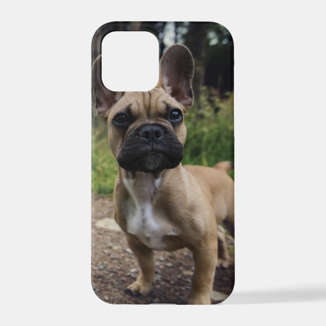 Bulldog-Kissen iPhone 12 Pro Hülle (Rückseite)