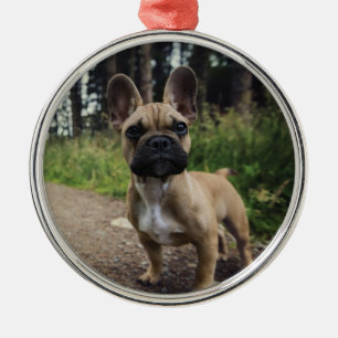 Bulldog-Kissen Ornament Aus Metall