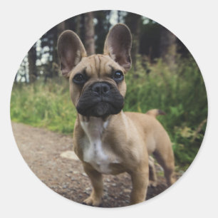 Bulldog-Kissen Runder Aufkleber