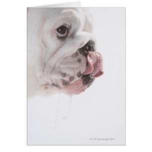 Bulldog Licking
