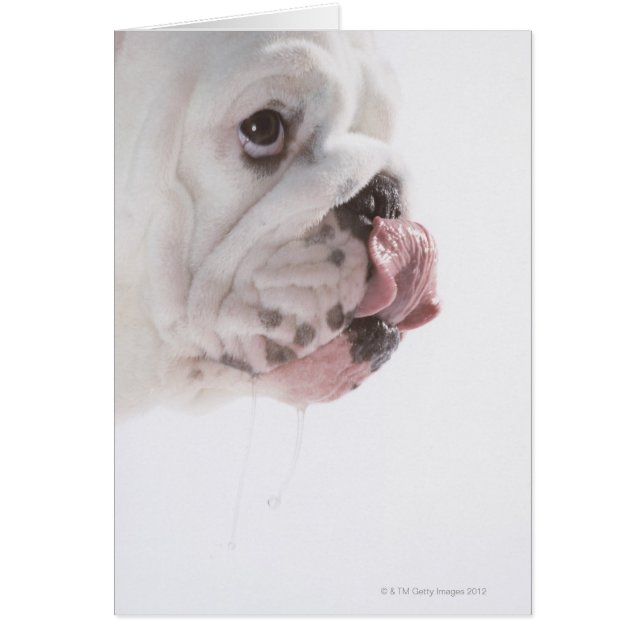 Bulldog Licking (Vorne)