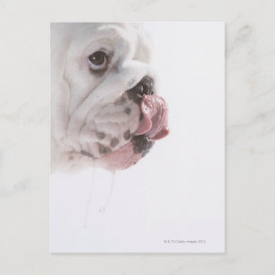 Bulldog Licking Postkarte