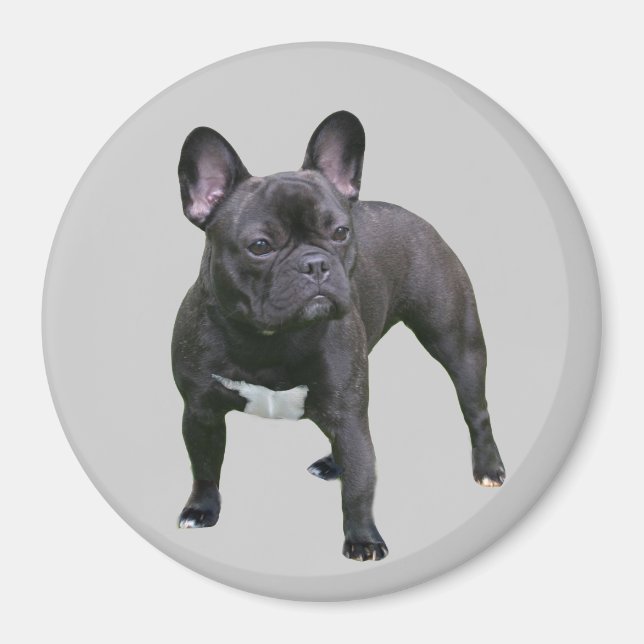 Bulldog Magnet (Vorne)