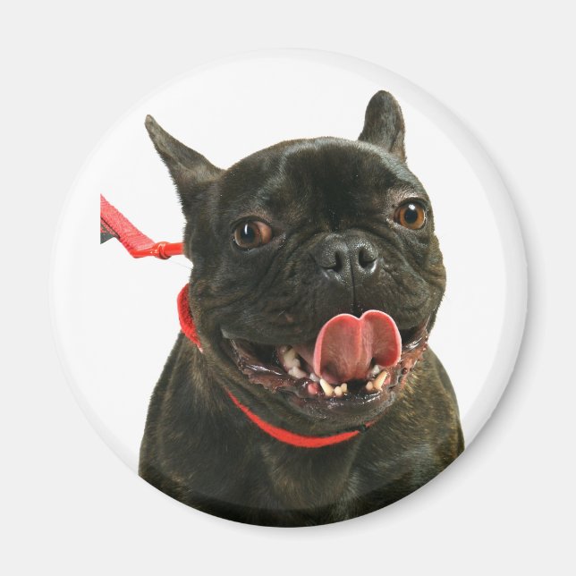 Bulldog Magnet (Vorne)