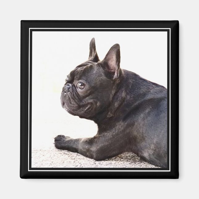 Bulldog-Magnet Magnet (Vorne)