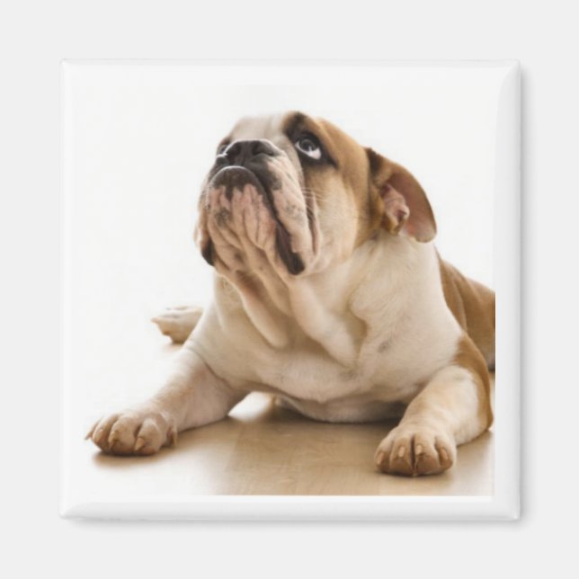 Bulldog-Magnet Magnet (Vorne)
