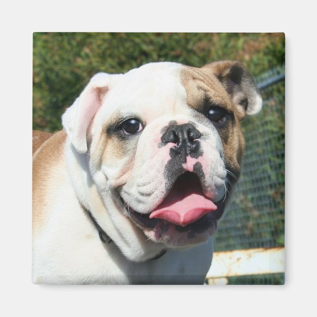 Bulldog-Magnet Magnet (Vorne)