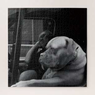 Bulldog Mastiff hinter dem Steuer Schwarz & Weiß 