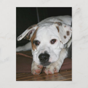 Bulldog-Mastiff-Mix-Foto Postkarte