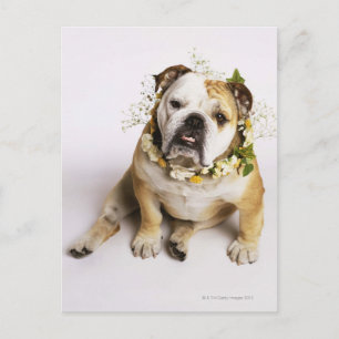 Bulldog mit Blume Postkarte
