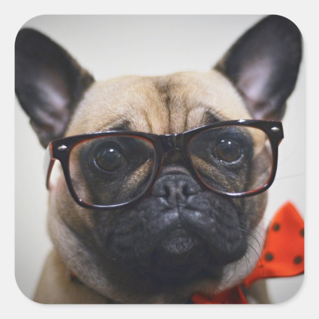 Bulldog mit Brille und Bow-Krawatte Quadratischer Aufkleber (Vorderseite)