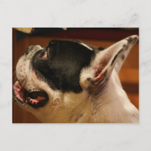 Bulldog.png Postkarte