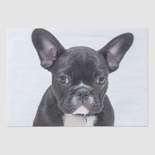 Bulldog-Portrait Seidenpapier (Vorderseite)