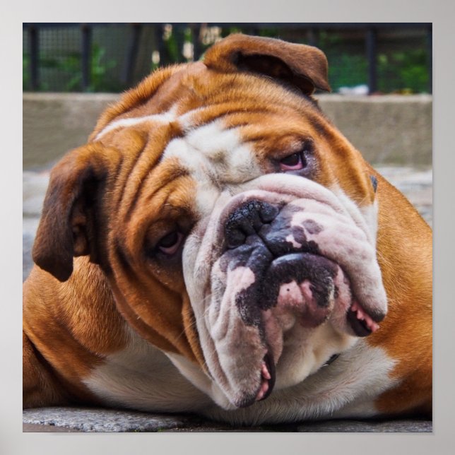 Bulldog Poster (Vorne)
