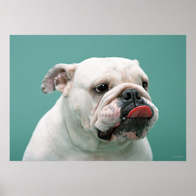 Bulldog Poster (Vorne)