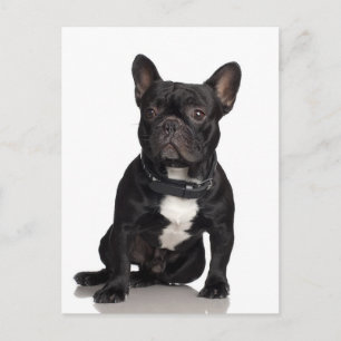 Bulldog Postkarte