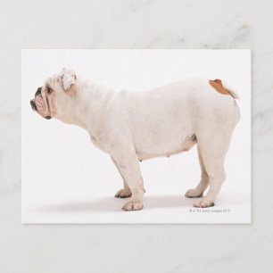 Bulldog Postkarte