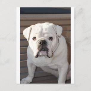 Bulldog Postkarte