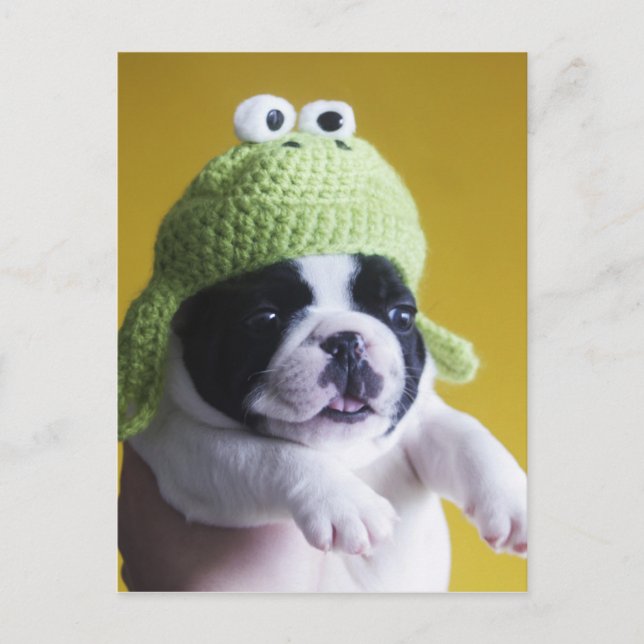 Bulldog Postkarte (Vorderseite)