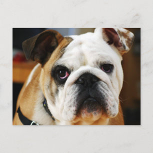 Bulldog Postkarte