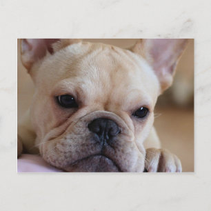 Bulldog Postkarte