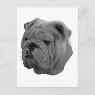 Bulldog Postkarte
