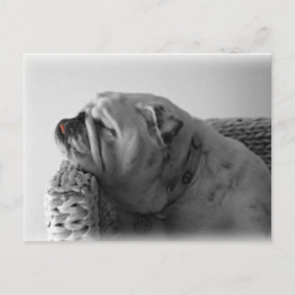 Bulldog Postkarte