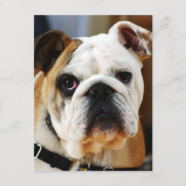 Bulldog Postkarte (Vorderseite)