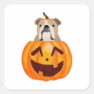 Bulldog Pumpkin Quadratischer Aufkleber