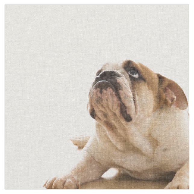 Bulldog Puppy Fabric Stoff (Nahaufnahme)